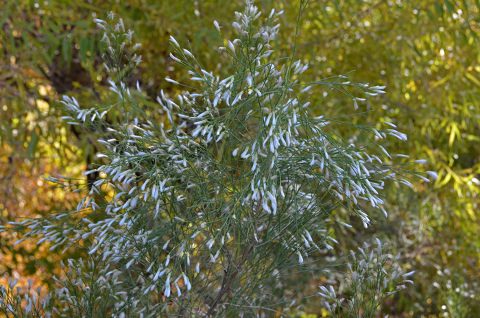 Desertbroom is a fall bloomer that flowers from September to February and begins to spread its seeds in early spring. Baccharis sarothroides